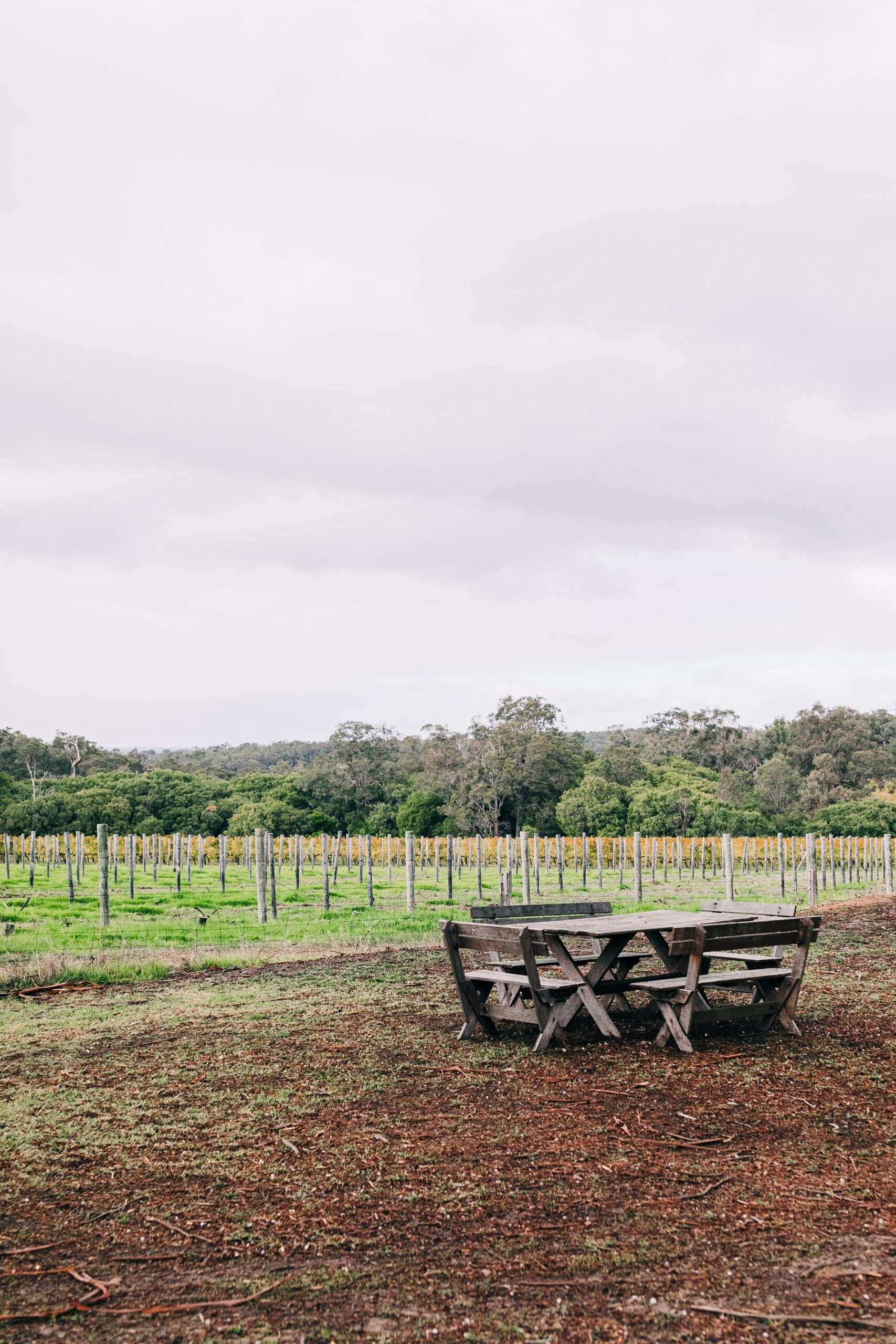 A picnic table and chairs in a vineyard