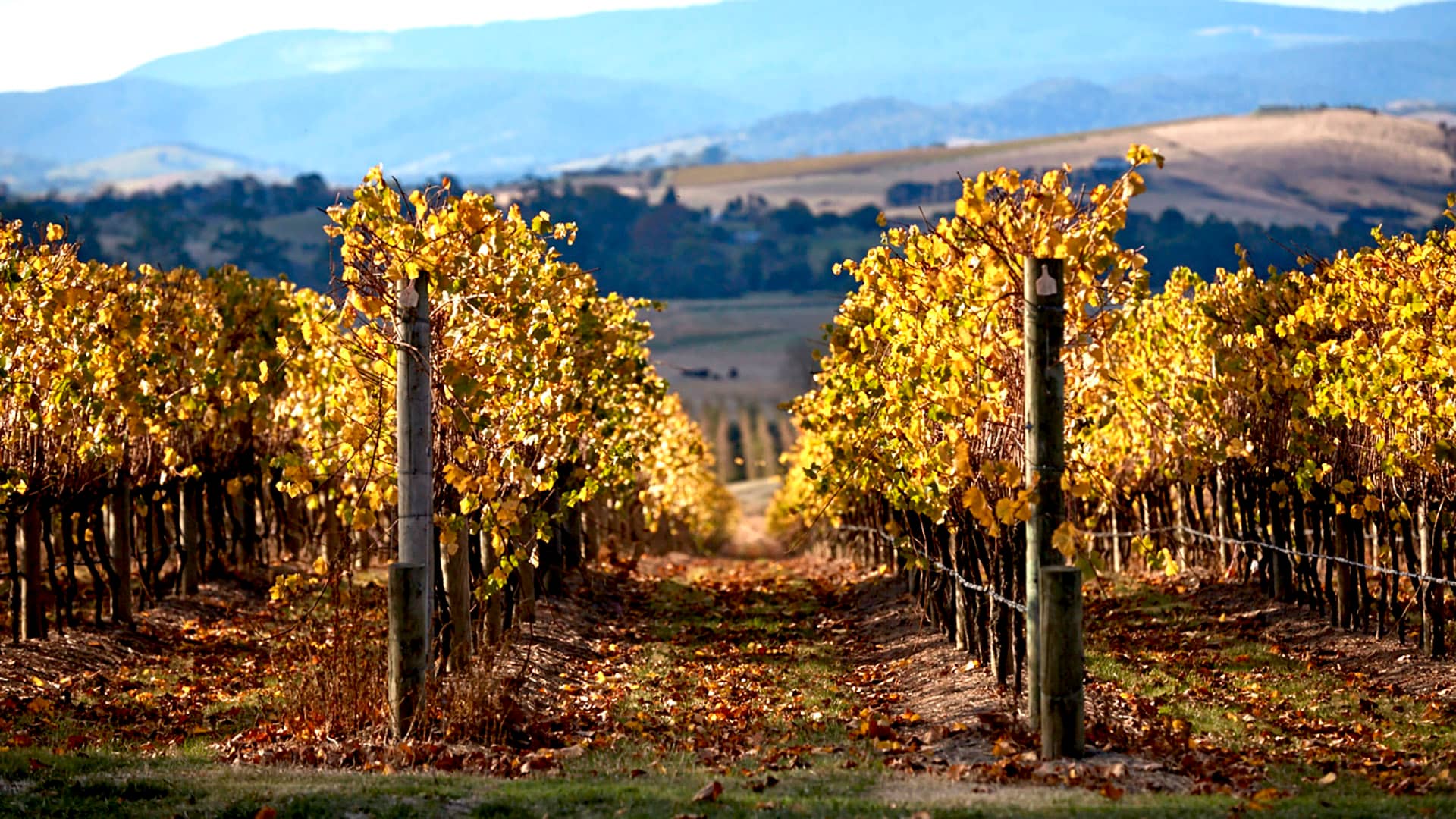 Vines in the Yarra Valley
