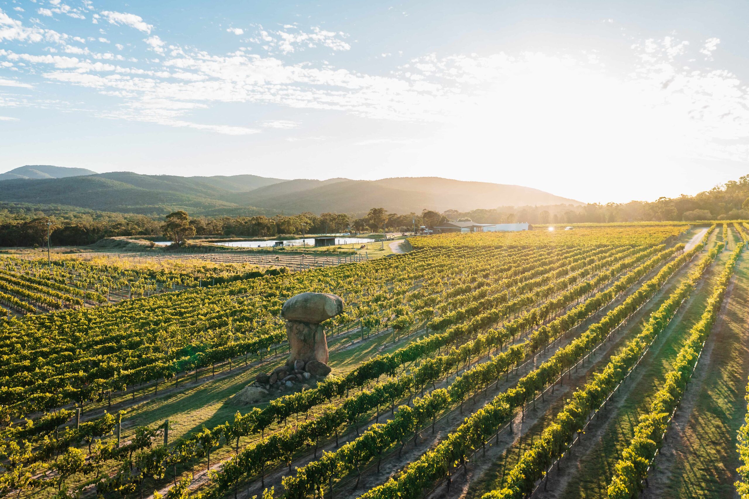 Balancing heart vineyard in Granite Belt Wine Country