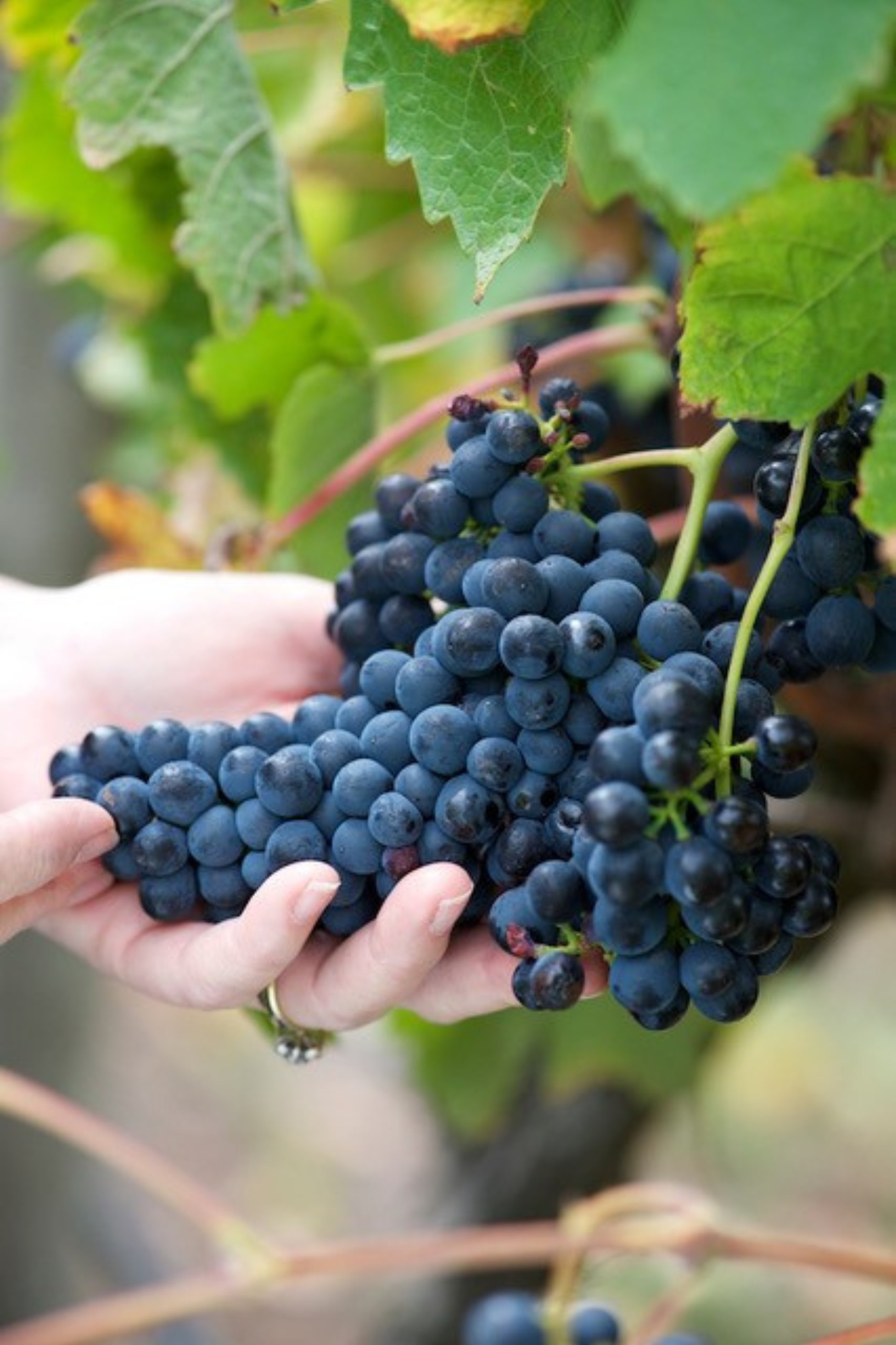 Grapes from Banks Road in Geelong wine region