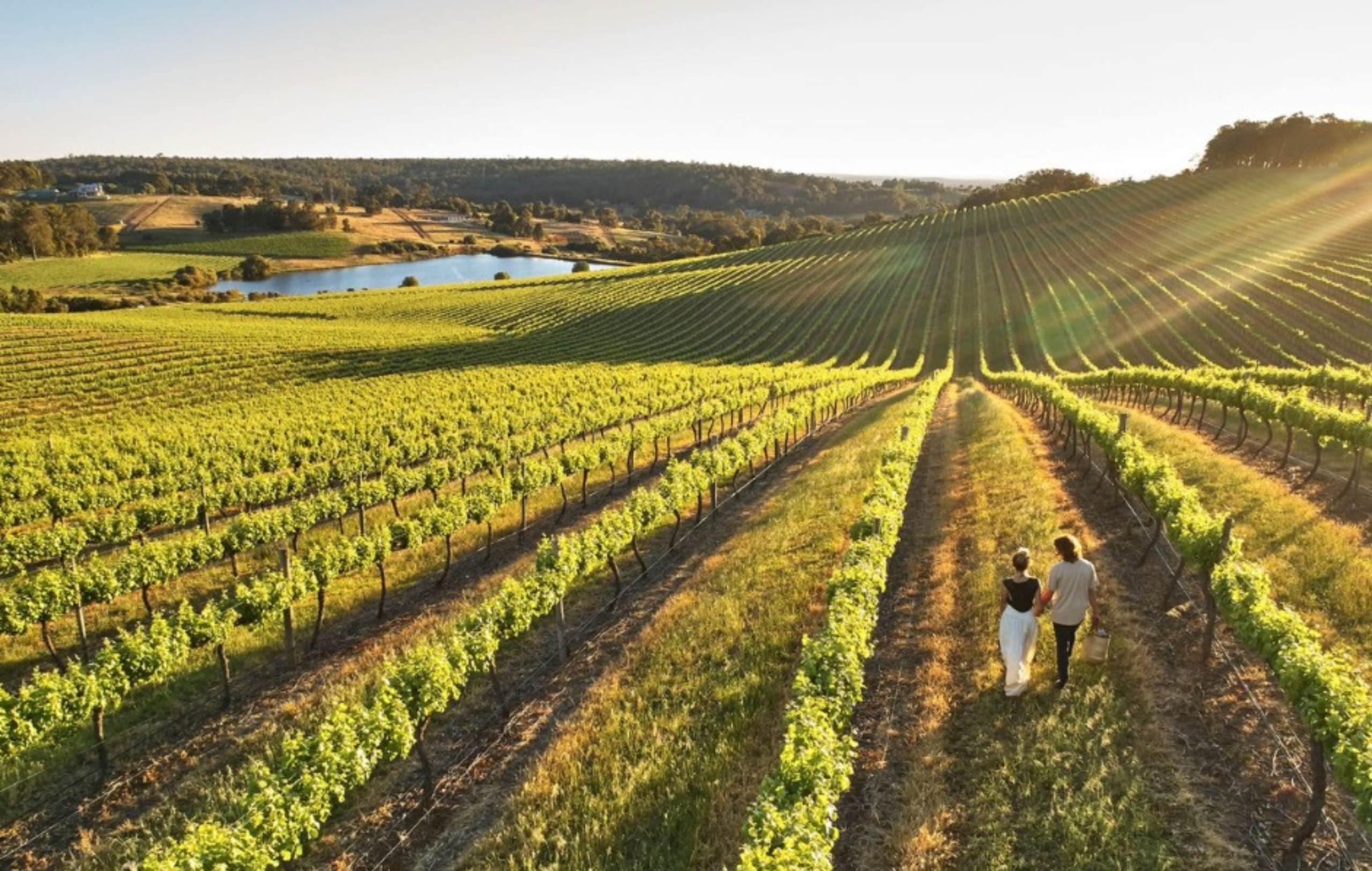 People walking through a vineyard in the Geographe wine region