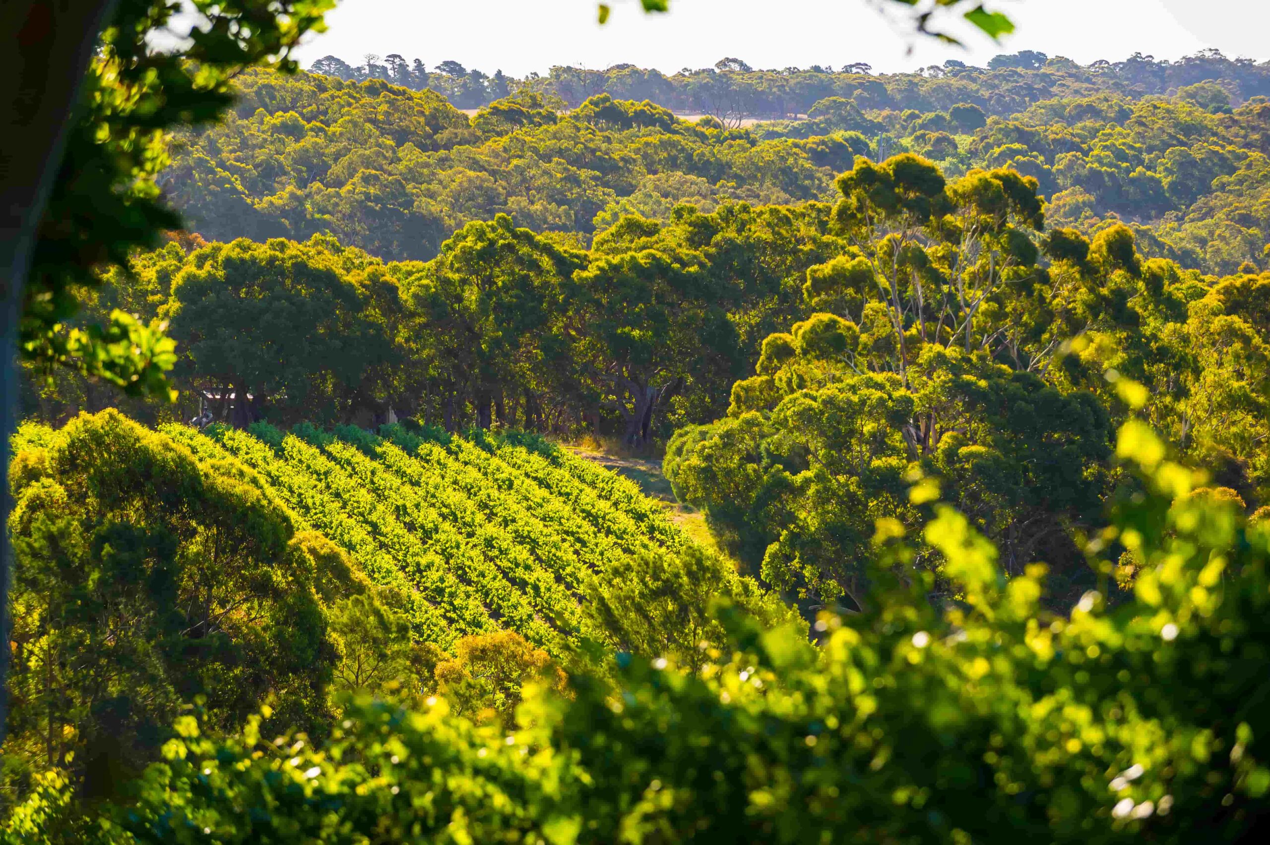 A vineyard in the Adelaide Hills wine region