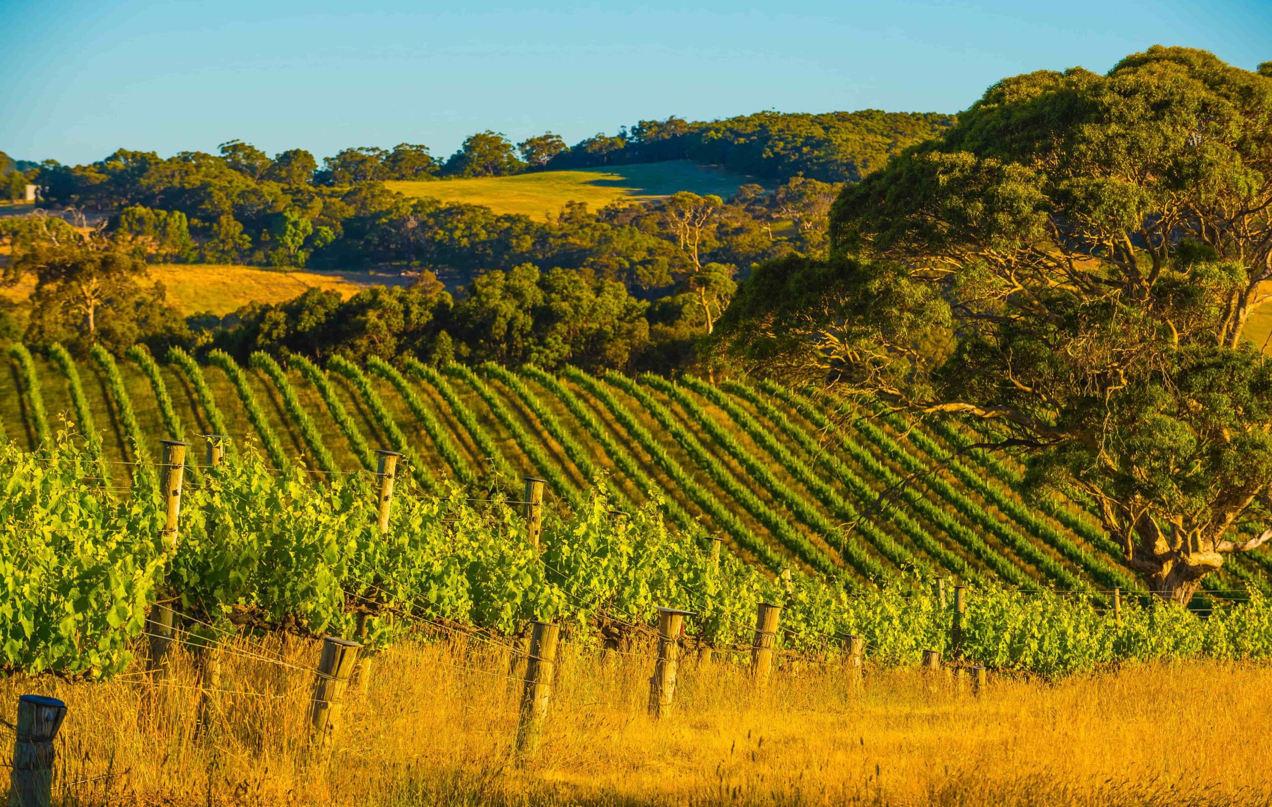 A vineyard in the Adelaide Hills wine region