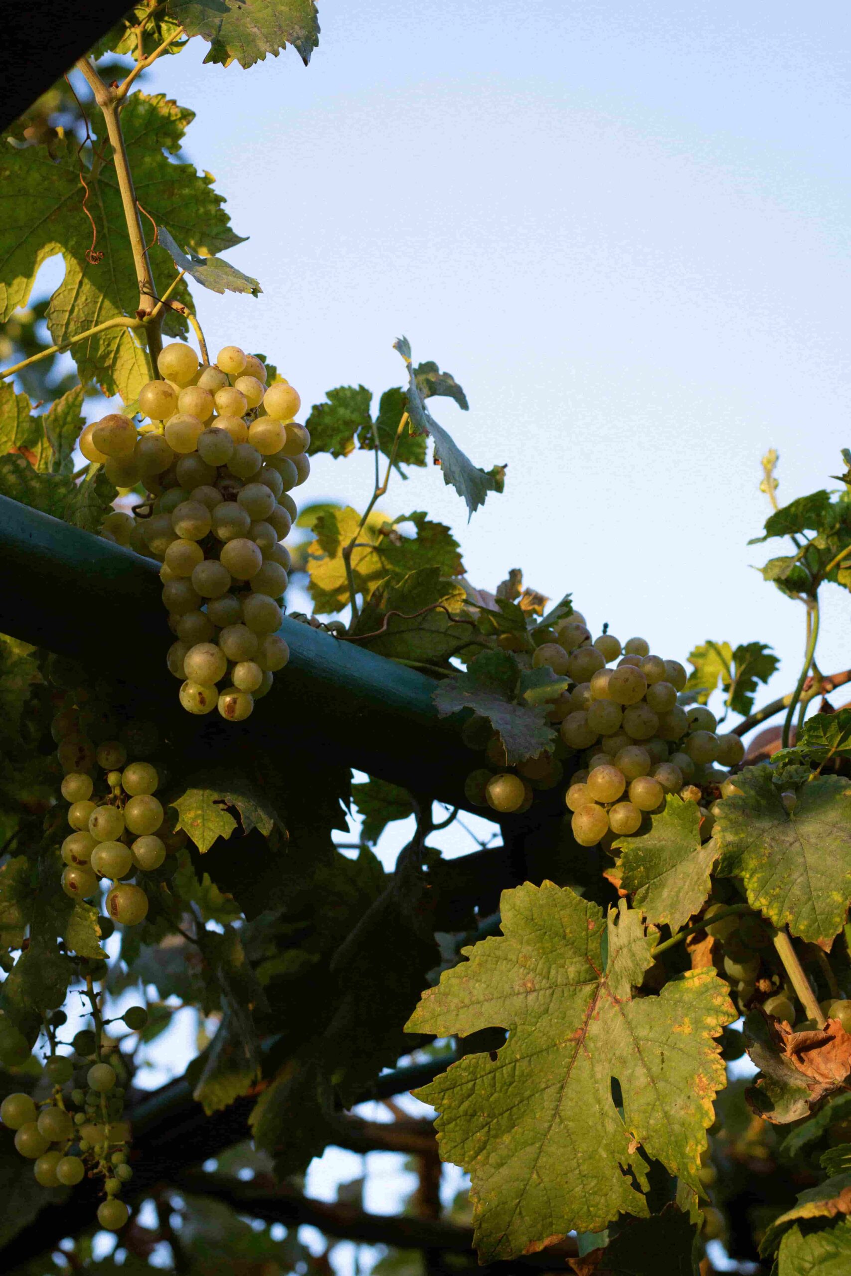 Grapes on a vine with the blue sky in the background