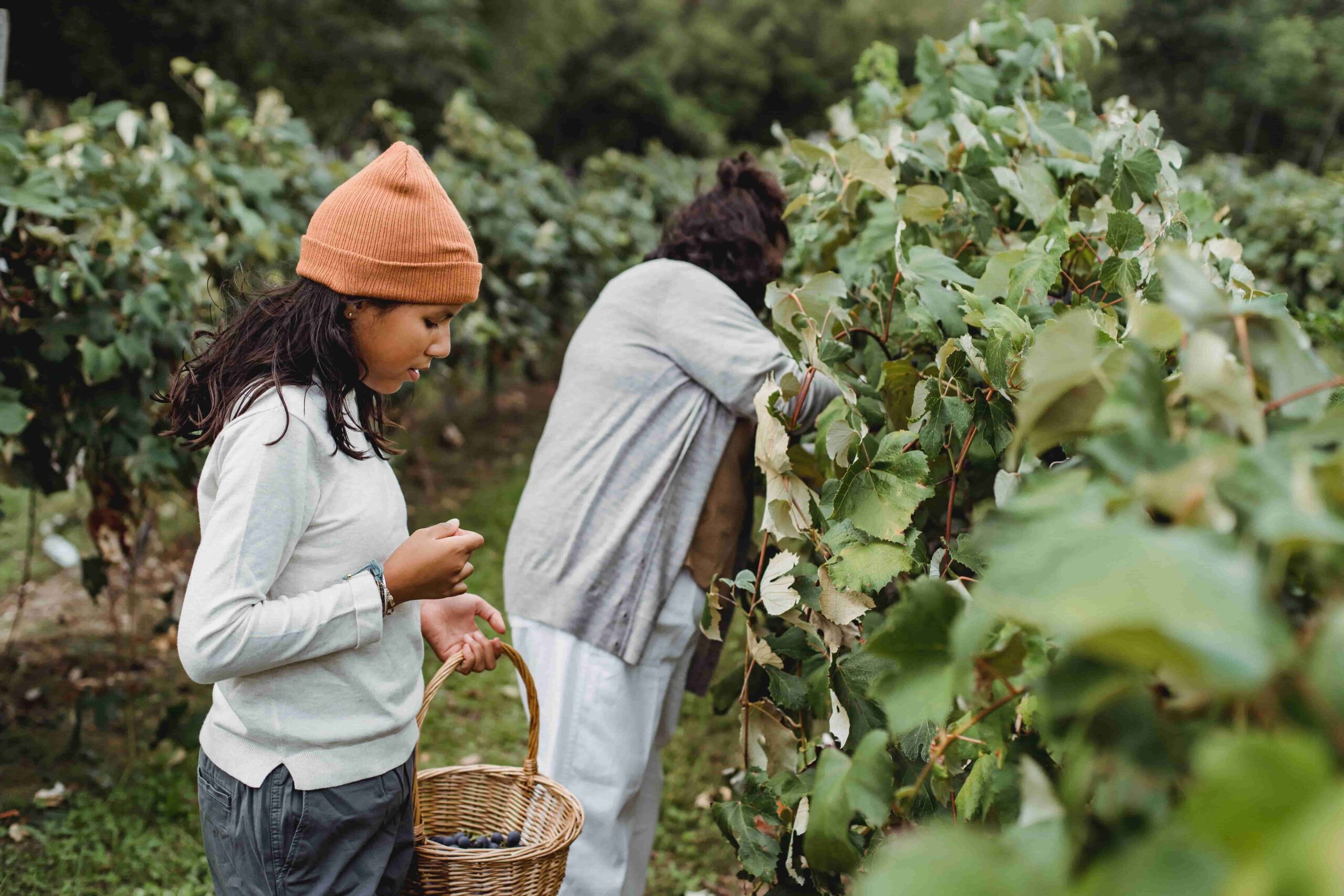 Two people picking grapes