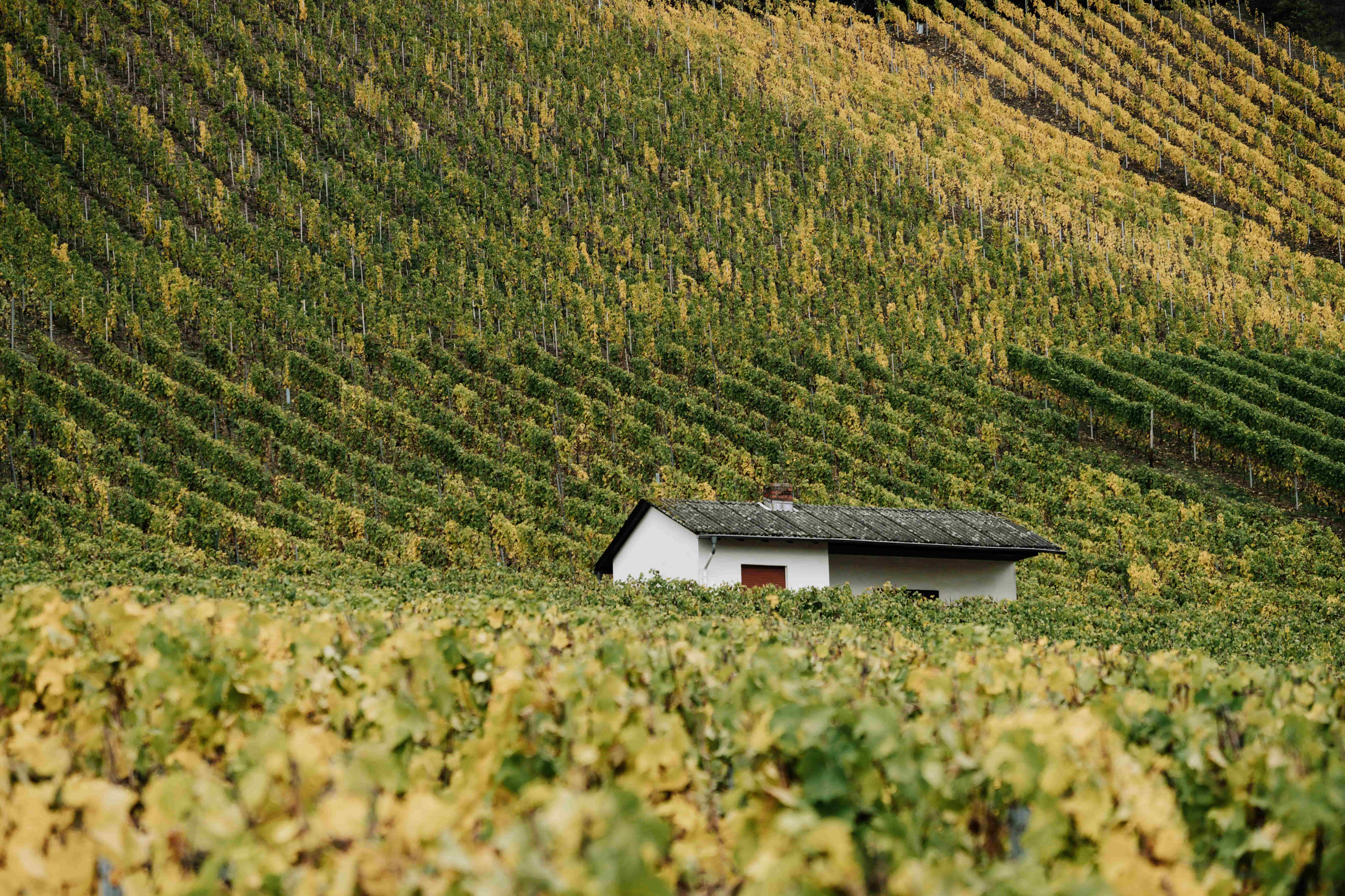 A small house in the middle of a vineyard