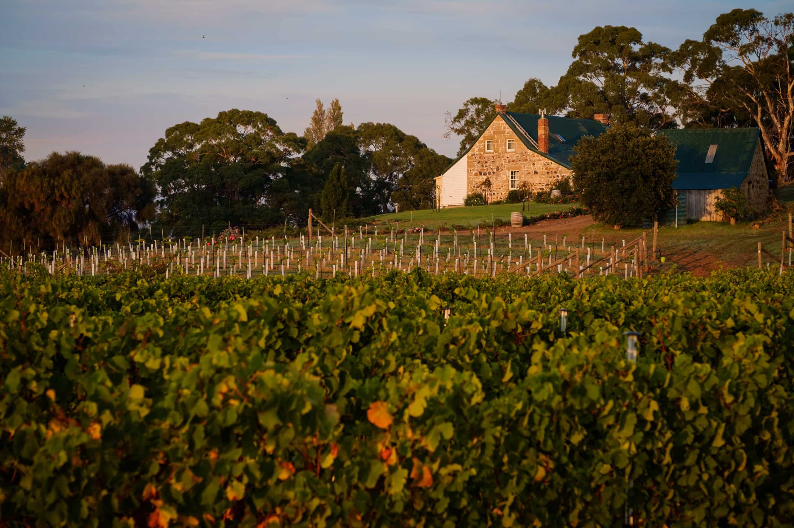 The vines and homestead at Craigie Knowe Vineyard