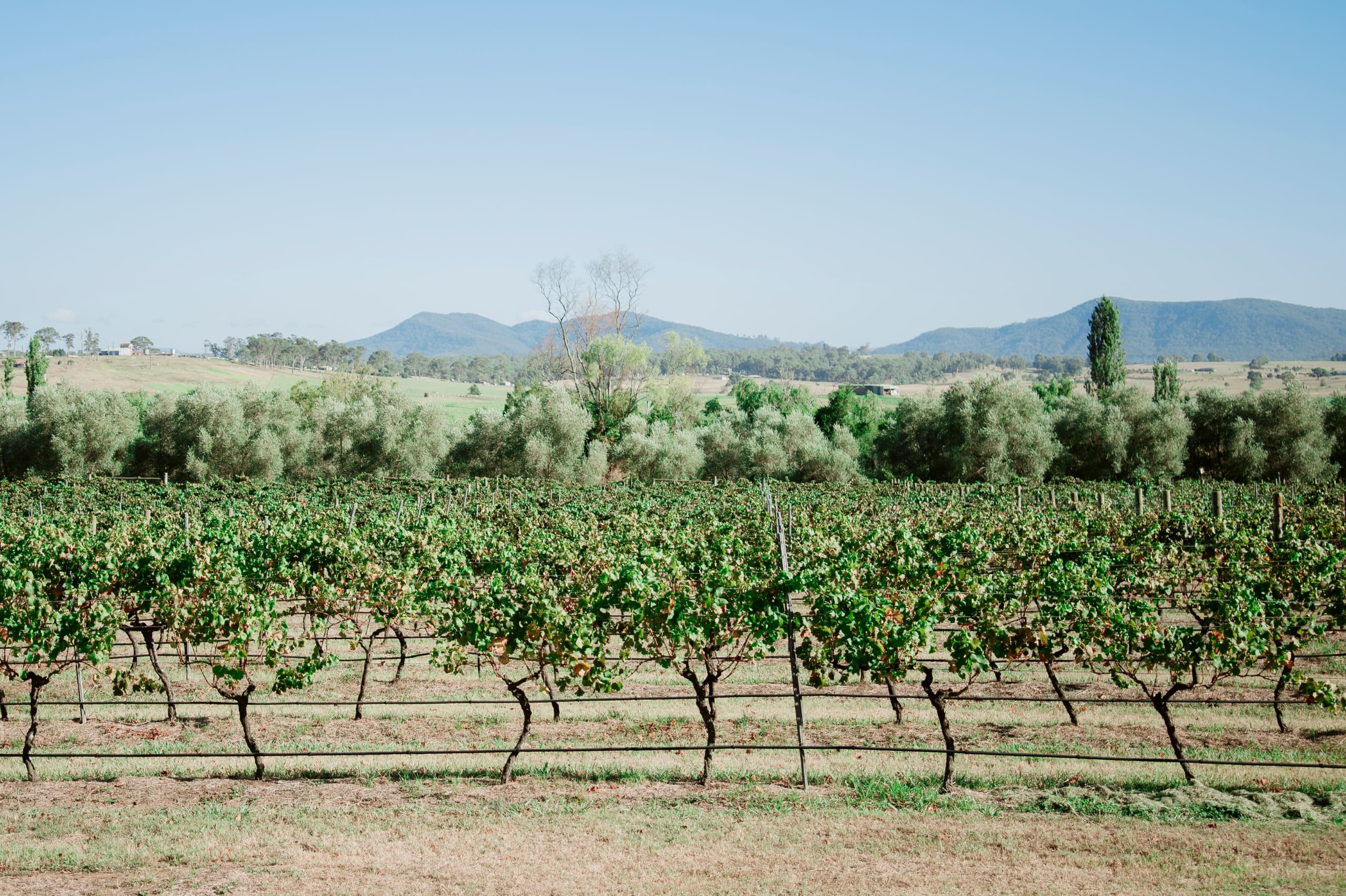 The vines at Tranquil Vale Vineyard