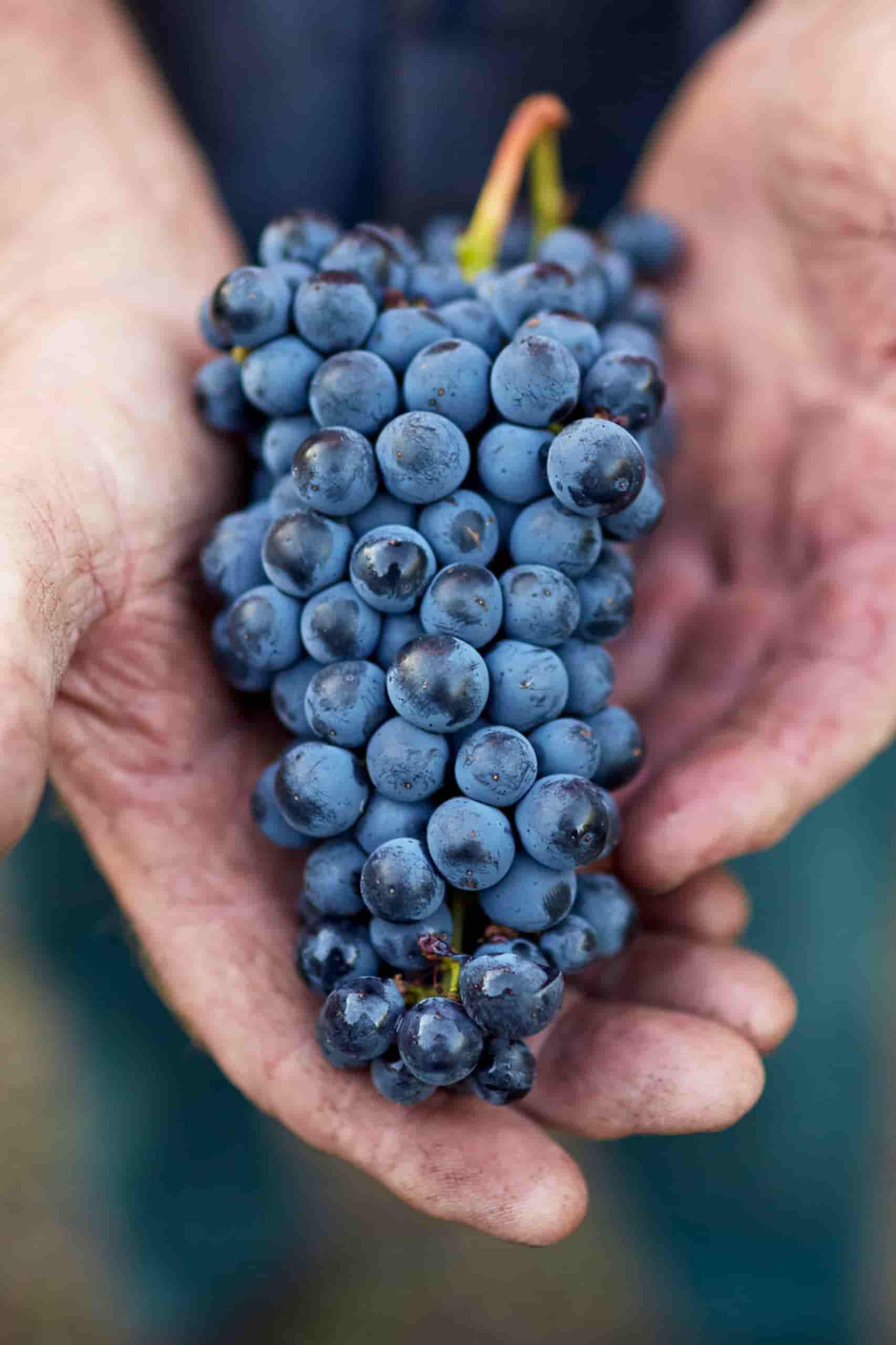 A bunch of grapes being held in a person's hands